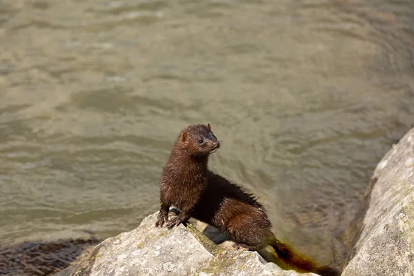 Visón Americano Las Rocas Orillas Del Lago Michigan —  Fotos de Stock