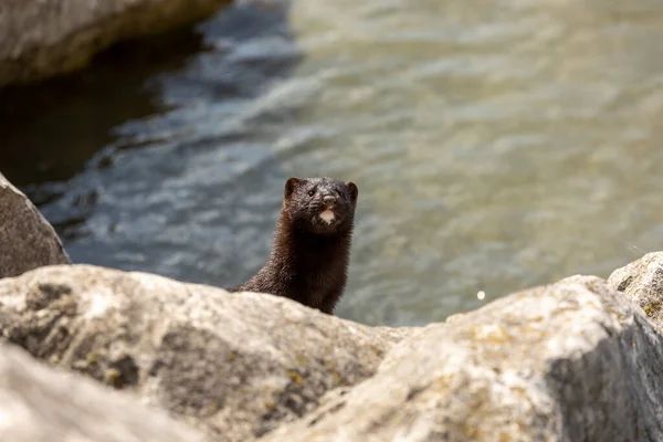 Amerikaanse Nerts Rotsen Aan Oevers Van Lake Michigan — Stockfoto