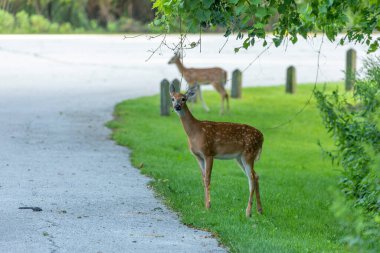 Beyaz kuyruklu geyik, ormanın kıyısındaki yavrular.
