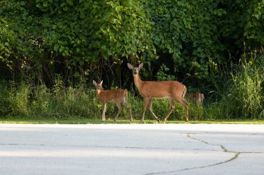 Beyaz kuyruklu geyik, geyik yavrusu ve ormanın kıyısında