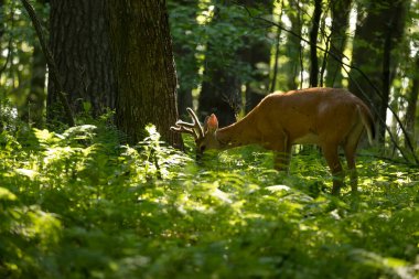 Kadifede büyüyen boynuzları olan genç beyaz kuyruklu geyik. Wisconsin 'den doğal manzara..