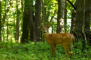 Kadifede büyüyen boynuzları olan genç beyaz kuyruklu geyik. Wisconsin 'den doğal manzara..