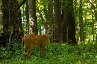 Kadifede büyüyen boynuzları olan genç beyaz kuyruklu geyik. Wisconsin 'den doğal manzara..