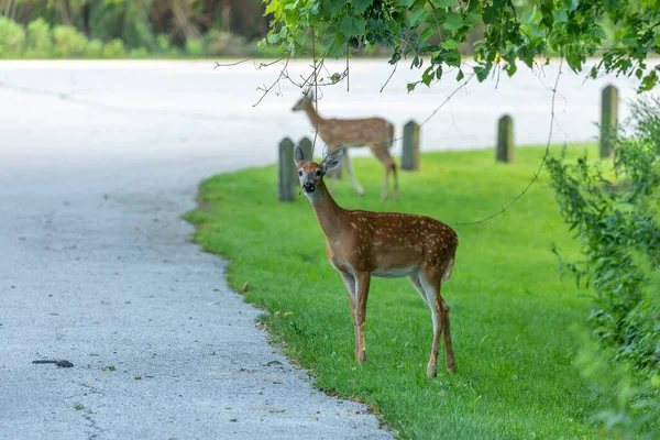Beyaz kuyruklu geyik, ormanın kıyısındaki yavrular.