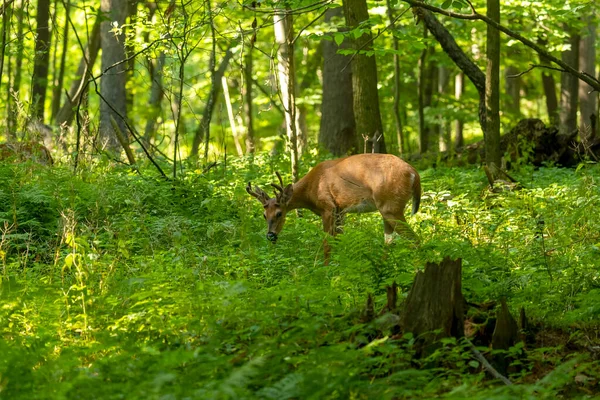 Kadifede büyüyen boynuzları olan genç beyaz kuyruklu geyik. Wisconsin 'den doğal manzara..