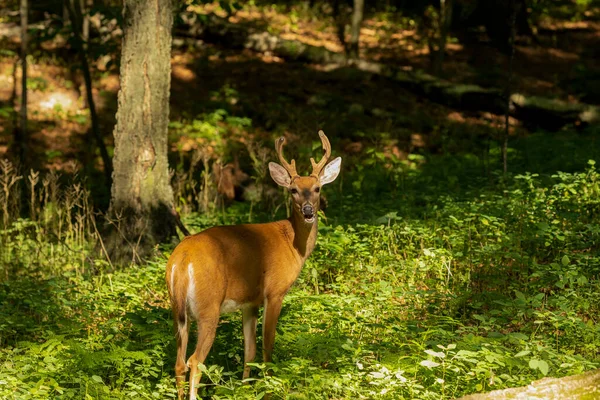 Young White Tailed Deer Growing Antlers Velvet Natural Scene Wisconsin — Stock Photo, Image