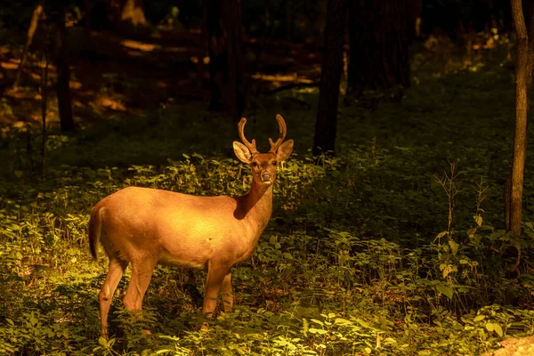 Young White Tailed Deer Growing Antlers Velvet Natural Scene Wisconsin — Stock Photo, Image