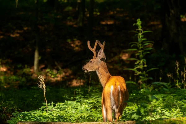 Молодой Белый Хвост Оленя Растущими Рогами Velvet Natural Сцены Висконсина — стоковое фото