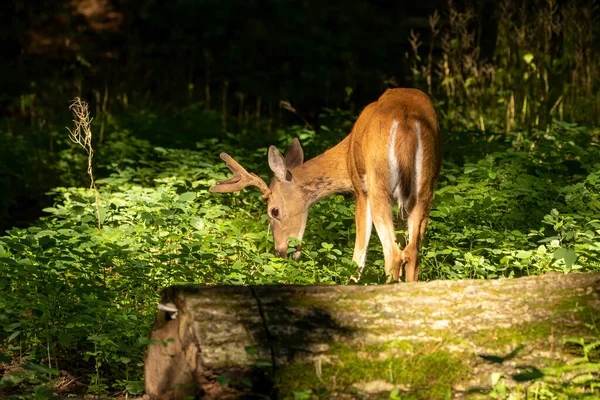 Kadifede büyüyen boynuzları olan genç beyaz kuyruklu geyik. Wisconsin 'den doğal manzara..
