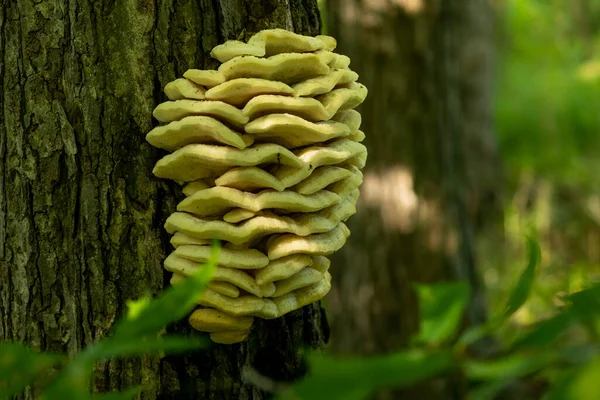 Frango Floresta Grandes Prateleiras Fungos Amarelos Ligados Tronco Árvore — Fotografia de Stock