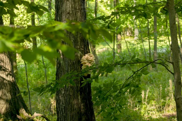 Frango Floresta Grandes Prateleiras Fungos Amarelos Ligados Tronco Árvore — Fotografia de Stock