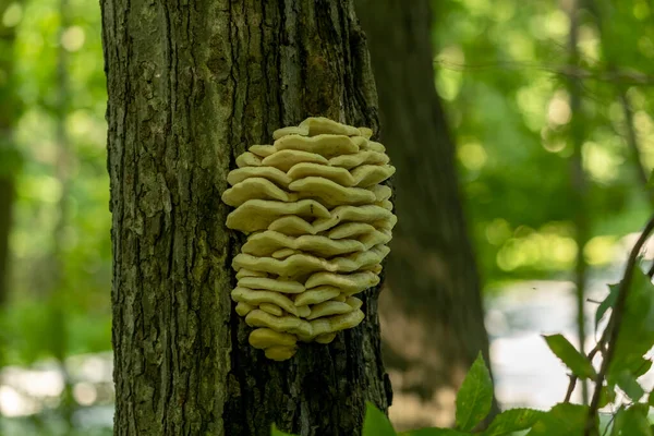 Ormanın tavuğu. Ağaç gövdesine bağlı büyük sarı mantar rafları.
