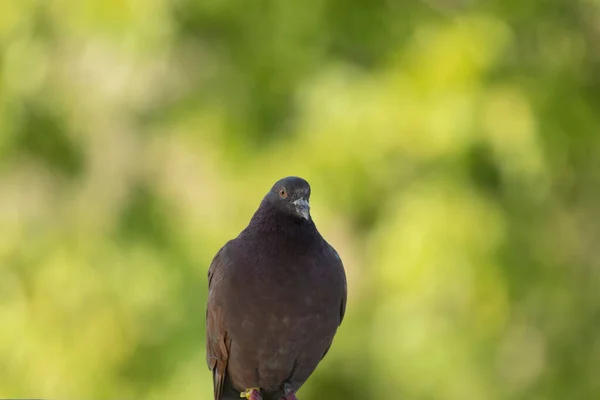 Pombo Doméstico Cena Natural Área Conservação — Fotografia de Stock