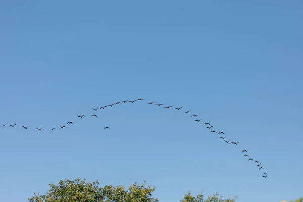 Flock Kanadensiska Gäss Flygning — Stockfoto