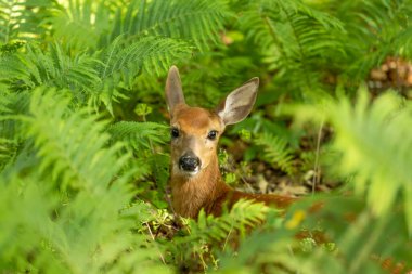 Beyaz kuyruklu geyik, ormanda yavru geyik