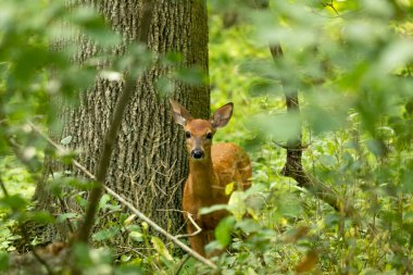 Beyaz kuyruklu geyik, ormanda yavru geyik