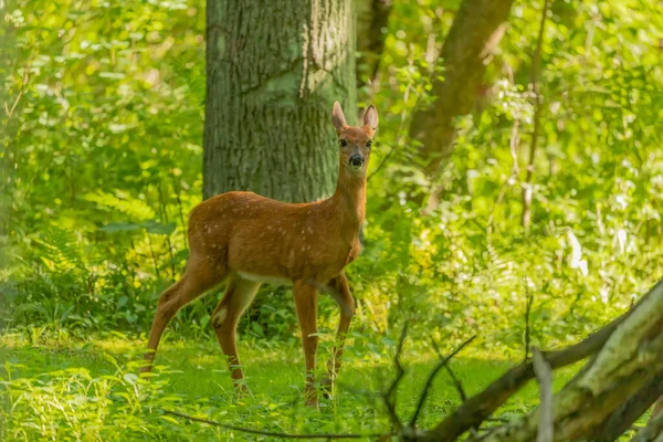 Cervo Dalla Coda Bianca Cerbiatto Nella Foresta — Foto Stock