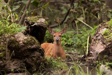 Beyaz kuyruklu geyik, bataklıkta yavru geyikler..