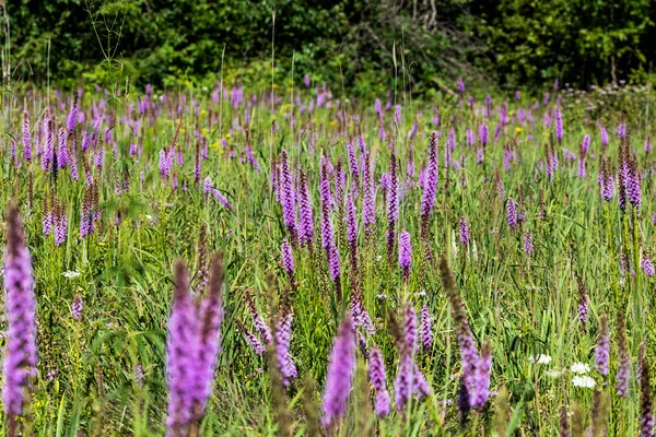 Wisconsin Eyalet Koruma Alanında Çiçek Açan Orman Çayırı — Stok fotoğraf