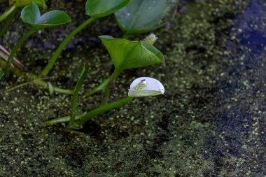 Vahşi Calla Lily doğal bir bataklıkta
