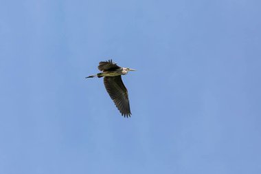 Uçan büyük mavi balıkçıl. Wisconsin 'den doğal bir manzara..