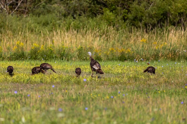 Wild Turkey Meadow — Stock Photo, Image