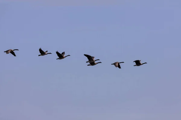 Schwarm Kanadischer Gänse Flug — Stockfoto