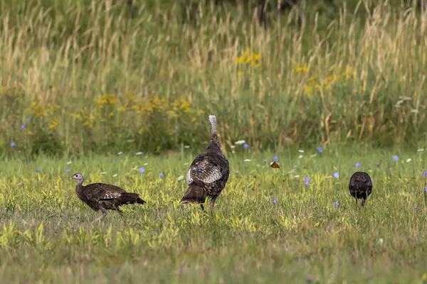 Wilde Truthähne Auf Der Wiese — Stockfoto