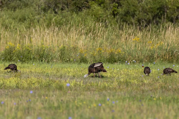 Wild Turkey Meadow — Stock Photo, Image