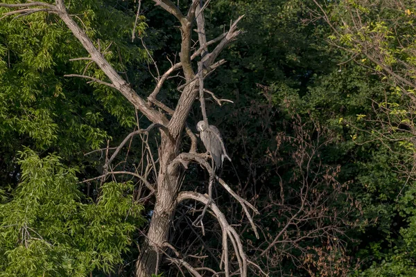 Jovem Grande Garça Azul Sentado Uma Árvore — Fotografia de Stock