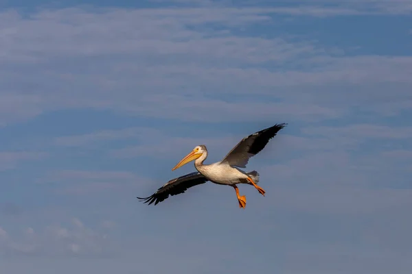 Белый Американский Пеликан Полёте — стоковое фото