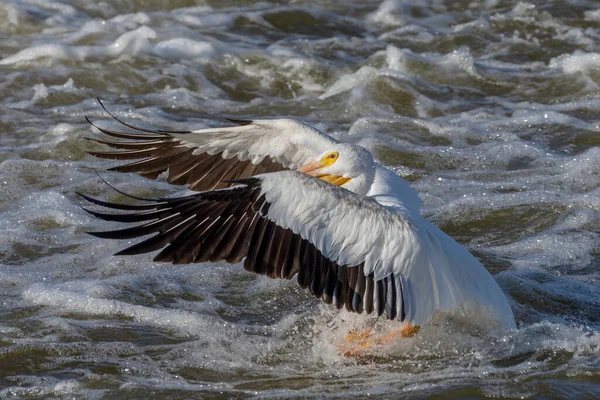 Nehirde Beyaz Amerikan Pelikanı — Stok fotoğraf