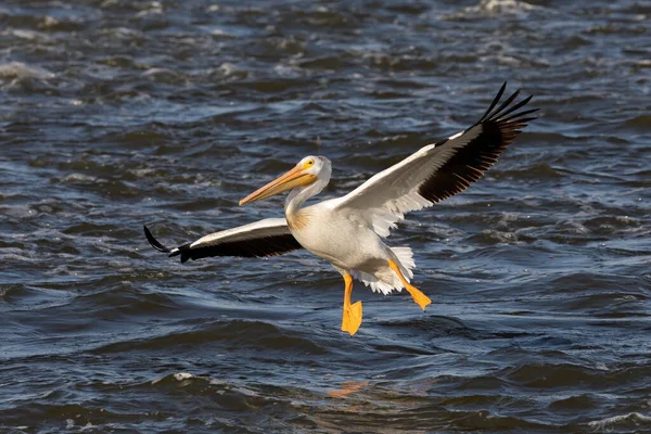 White American Pelican River — Stock Photo, Image