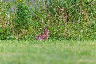 Çayırdaki vahşi tavşan