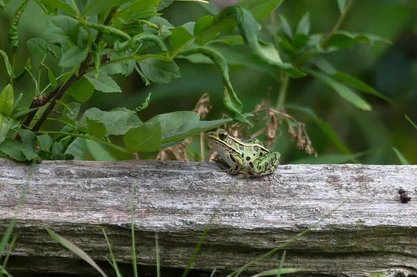 Der Nördliche Leopardenfrosch Wartet Auf Beute — Stockfoto