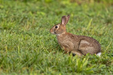 Sabah otlağında yabani tavşan