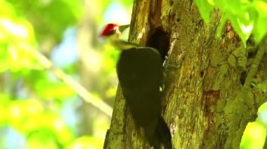 Yığılmış ağaçkakan yiyecek arıyor.