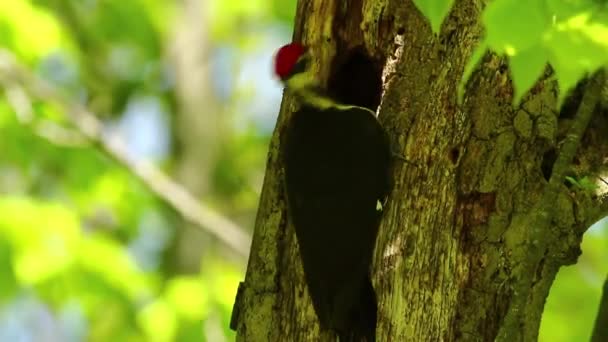 那只啄食的啄木鸟在寻找食物 — 图库视频影像