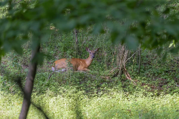 尾は白い 草の上に横になって — ストック写真