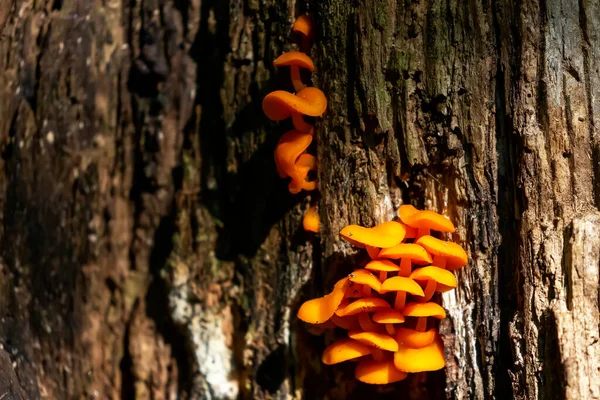 Cogumelo Fungo Que Cresce Tronco Árvore — Fotografia de Stock