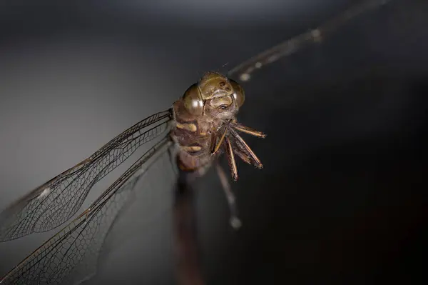 Detail Dragonfly Head — Stock Photo, Image