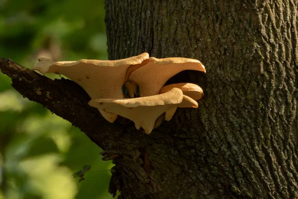 Cogumelo Fungo Que Cresce Tronco Árvore — Fotografia de Stock