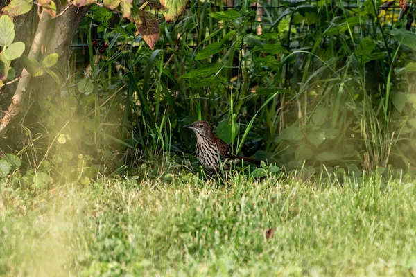 Triturador Marrón Jardín Triturador Marrón Conocido Por Mayor Repertorio Canciones —  Fotos de Stock