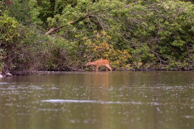 Genç beyaz kuyruklu geyik nehri geçiyor.