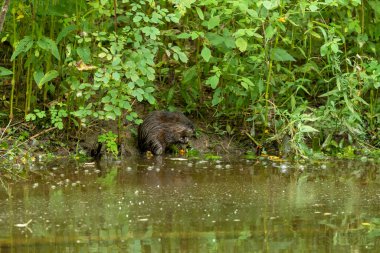Nehrin kıyısındaki misk faresi (Ondatra zibethicus)