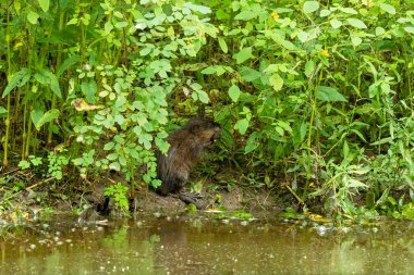 Nehrin kıyısındaki misk faresi (Ondatra zibethicus)