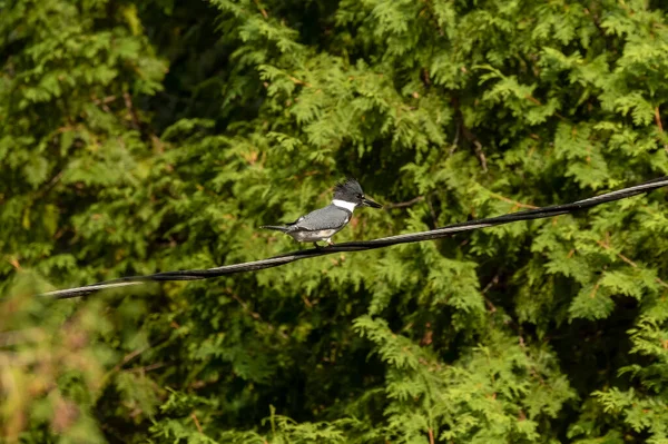 Belted Kingfisher Megaceryle Alcyon Sitting Wire — Stock Photo, Image