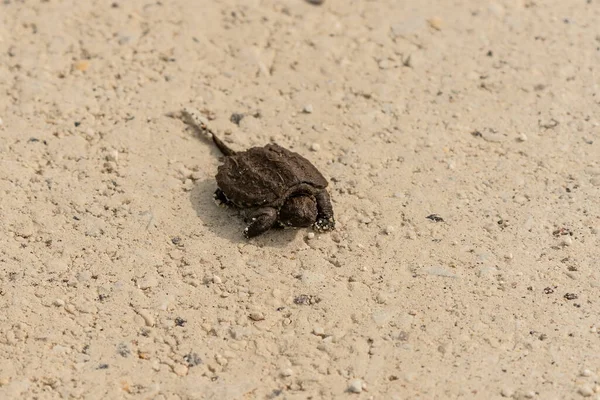 Newborn  snapping turtle. Natural scene from Wisconsin.