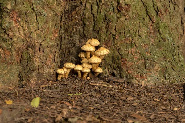 Μανιτάρι Pholiota Ένα Κρατικό Πάρκο Στο Ουισκόνσιν — Φωτογραφία Αρχείου