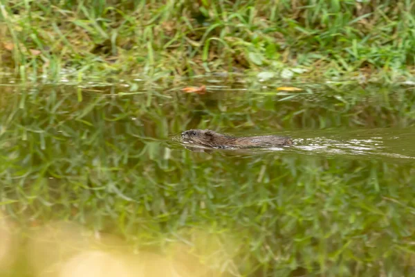 Muskusrat Die Een Kreek Zwemt — Stockfoto